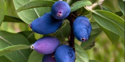 Šta je orlovi nokti korisni za tijelo žene, muškarca i djeteta